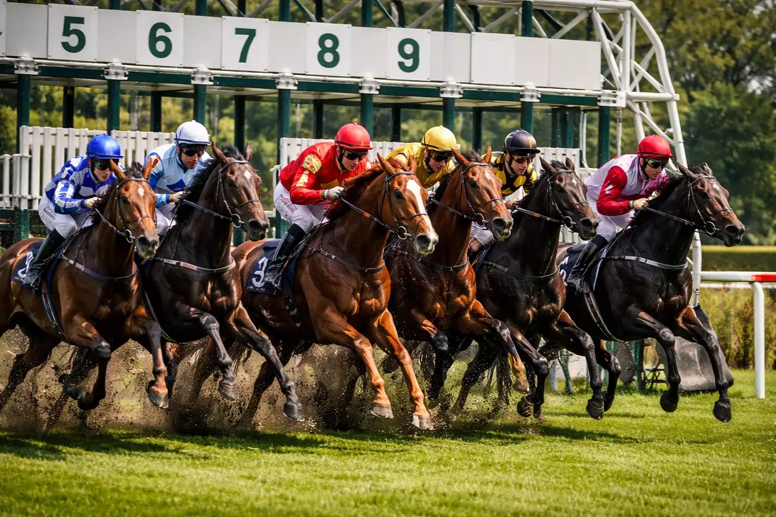 Startfeld beim Deutschen Derby in Hamburg-Horn auf der Grasbahn