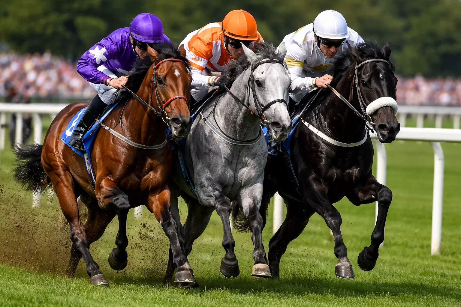 Drei Pferde laufen dicht beieinander auf den vorderen Plätzen